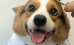 【動画】ケープつけて床屋さんしてもらってるコーギー、笑顔がたまらない可愛さ