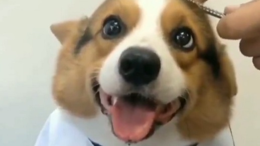 【動画】ケープつけて床屋さんしてもらってるコーギー、笑顔がたまらない可愛さ