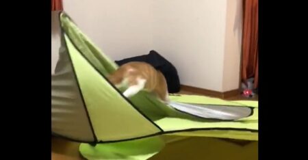 【笑】部屋でテントを広げてみたら猫が猛突進してきて・・・