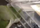 【爆笑】頭にかぶさってくるフタにイライラするインコ「さいご怒ったｗｗｗ」