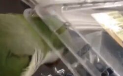 【爆笑】頭にかぶさってくるフタにイライラするインコ「さいご怒ったｗｗｗ」