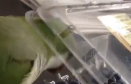 【爆笑】頭にかぶさってくるフタにイライラするインコ「さいご怒ったｗｗｗ」
