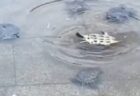 【感動】仲間の1匹が困ってる事に気づいたカメ達、集まりみんなで助ける
