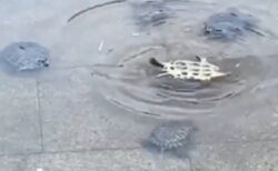 【感動】仲間の1匹が困ってる事に気づいたカメ達、集まりみんなで助ける