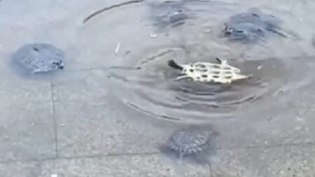 【感動】仲間の1匹が困ってる事に気づいたカメ達、集まりみんなで助ける