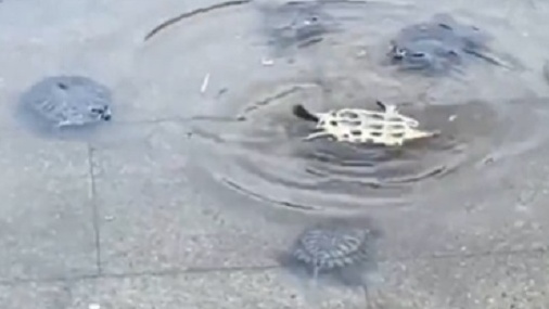 【感動】仲間の1匹が困ってる事に気づいたカメ達、集まりみんなで助ける