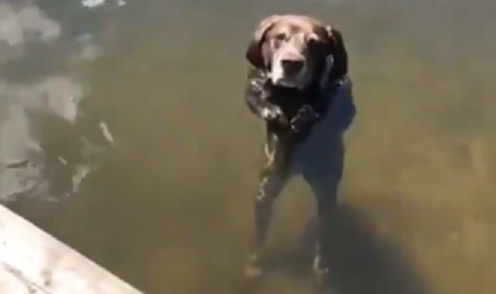 【えｗ】水中、脚２本で起立してる犬が話題