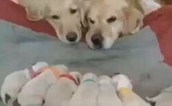 【かわいい】赤ちゃん7匹を眺める夫婦、平和でしかない！