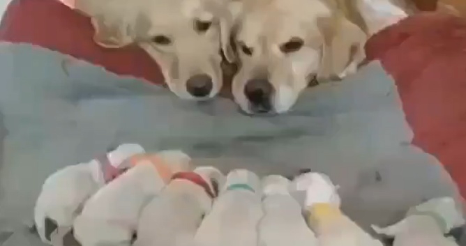 【かわいい】赤ちゃん7匹を眺める夫婦、平和でしかない！