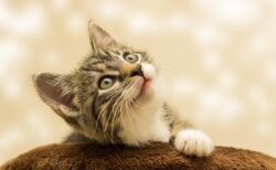 目薬を我慢できちゃう猫ちゃん　偉すぎる！