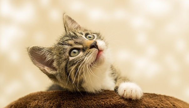 目薬を我慢できちゃう猫ちゃん　偉すぎる！