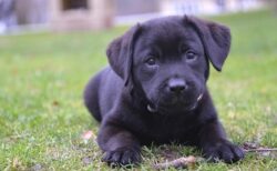 【動画】ストレッチをする飼い主を見ていた犬、おもむろに真似をはじめるｗ