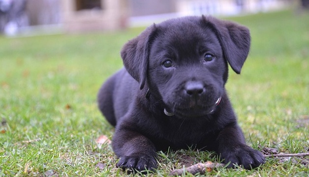 【動画】ストレッチをする飼い主を見ていた犬、おもむろに真似をはじめるｗ