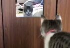 【いたっ！】鏡へ思い切りジャンプしちゃった猫が話題「申しわけないけど爆笑」