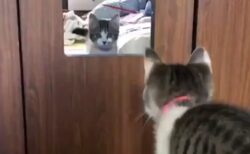 【いたっ！】鏡へ思い切りジャンプしちゃった猫が話題「申しわけないけど爆笑」