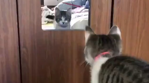【いたっ!】鏡へ思い切りジャンプしちゃった猫が話題「申しわけないけど爆笑」