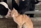 牛にモテモテな猫ちゃん。どういう関係なんだろう・・・？