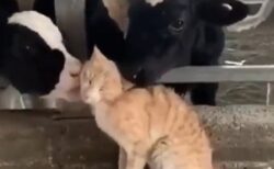 牛にモテモテな猫ちゃん。どういう関係なんだろう・・・？