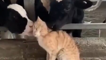 牛にモテモテな猫ちゃん。どういう関係なんだろう・・・？