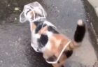 カッパ着て散歩する猫(･∀･)　似合ってるｗｗｗｗ