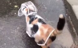 カッパ着て散歩する猫(･∀･)　似合ってるｗｗｗｗ