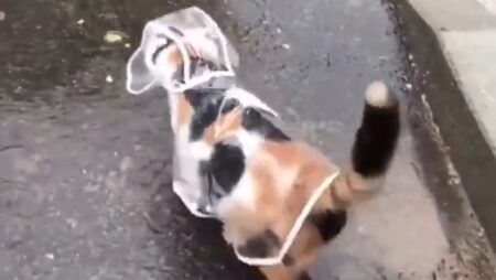 カッパ着て散歩する猫(･∀･)　似合ってるｗｗｗｗ