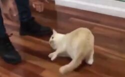 うちの猫がハマっている遊び「フローリングDEスケート」