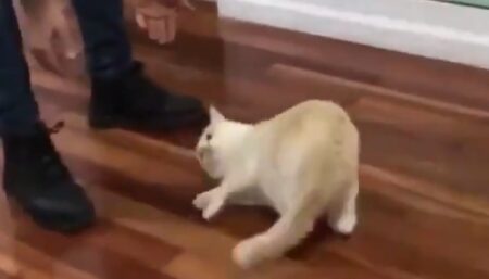 うちの猫がハマっている遊び「フローリングDEスケート」