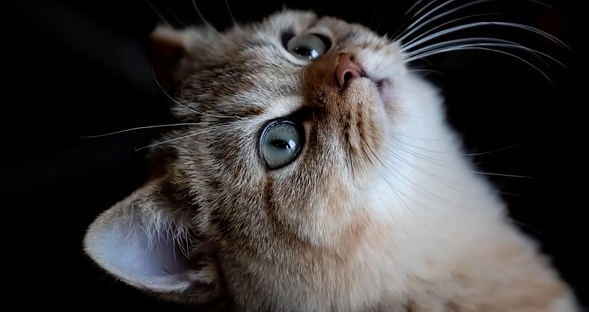 小顔ローラーでマッサージしてもらう猫、気持ち良さそうｗｗｗｗ