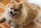 飼い主が大好きなポメラニアン、嬉しそうに表情を真似るｗｗｗｗ