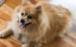 飼い主が大好きなポメラニアン、嬉しそうに表情を真似るｗｗｗｗ