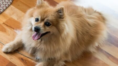 飼い主が大好きなポメラニアン、嬉しそうに表情を真似るｗｗｗｗ