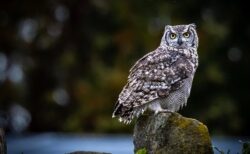 【動画】大きな羽を広げ丸太に抱きついているフクロウが話題「何してるの！？」