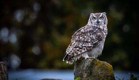 【動画】大きな羽を広げ丸太に抱きついているフクロウが話題「何してるの！？」