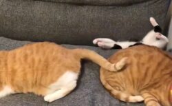 【ｗ】意を決してジャンプした子猫、ソファーの溝にすっぽりはまってしまう