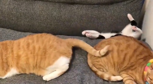 【ｗ】意を決してジャンプした子猫、ソファーの溝にすっぽりはまってしまう