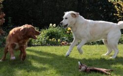 【笑】二日酔いみたいな犬が話題「すっごい顔(笑)」「反対だよ！」