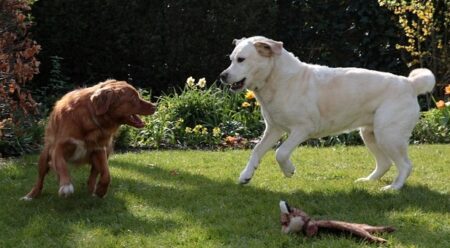 【笑】二日酔いみたいな犬が話題「すっごい顔(笑)」「反対だよ！」