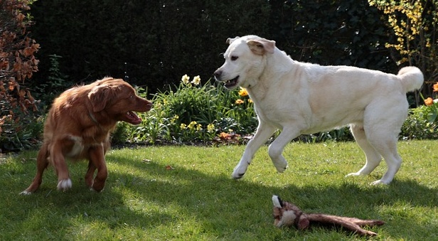 【笑】二日酔いみたいな犬が話題「すっごい顔(笑)」「反対だよ！」