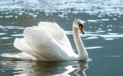 【愛】飼い主とハグする白鳥、ステキすぎる
