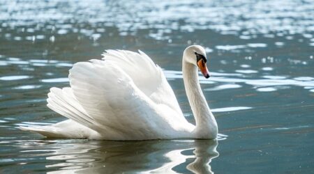【愛】飼い主とハグする白鳥、ステキすぎる