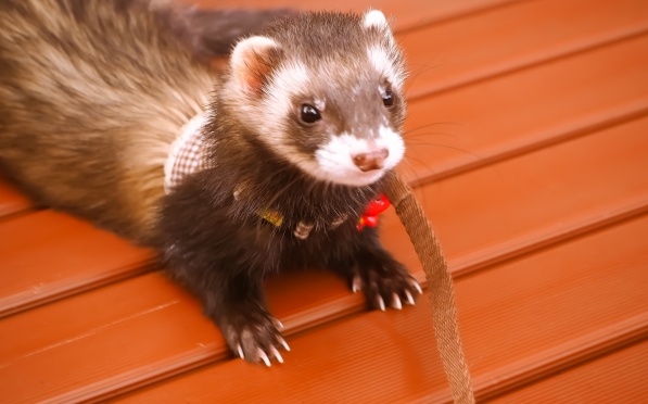 【！】「産まれたから見にきて」飼い主の指を引っ張り案内するフェレット