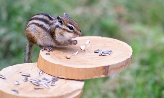 【ｗ】「ｷﾓﾁｲｲｰ」水で涼むニホンリス、カメラに気づいた時の表情がめちゃ可愛い！