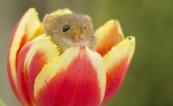 【ちっさ】日本一小さいネズミ、チューリップにちょこんと入ってる姿が尊すぎる