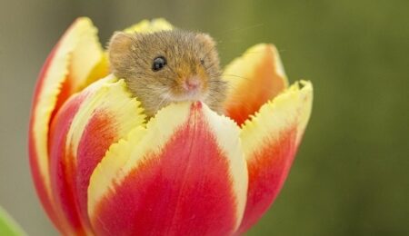 【ちっさ】日本一小さいネズミ、チューリップにちょこんと入ってる姿が尊すぎる