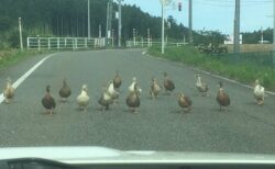 【Gメン？！】車道いっぱいに並び車に向かって歩いてくるカモ集団が話題