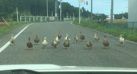 【Gメン？！】車道いっぱいに並び車に向かって歩いてくるカモ集団が話題
