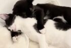 【保護猫】藤あや子さんちの双子たち、腕枕して眠る様子が尊すぎる・・・