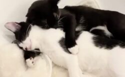 【保護猫】藤あや子さんちの双子たち、腕枕して眠る様子が尊すぎる・・・