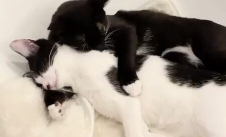 【保護猫】藤あや子さんちの双子たち、腕枕して眠る様子が尊すぎる・・・